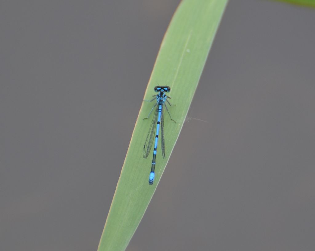 libellula
